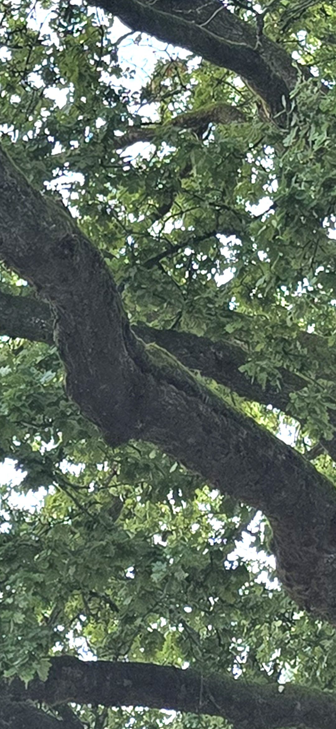 Détail — la déchirure de la branche