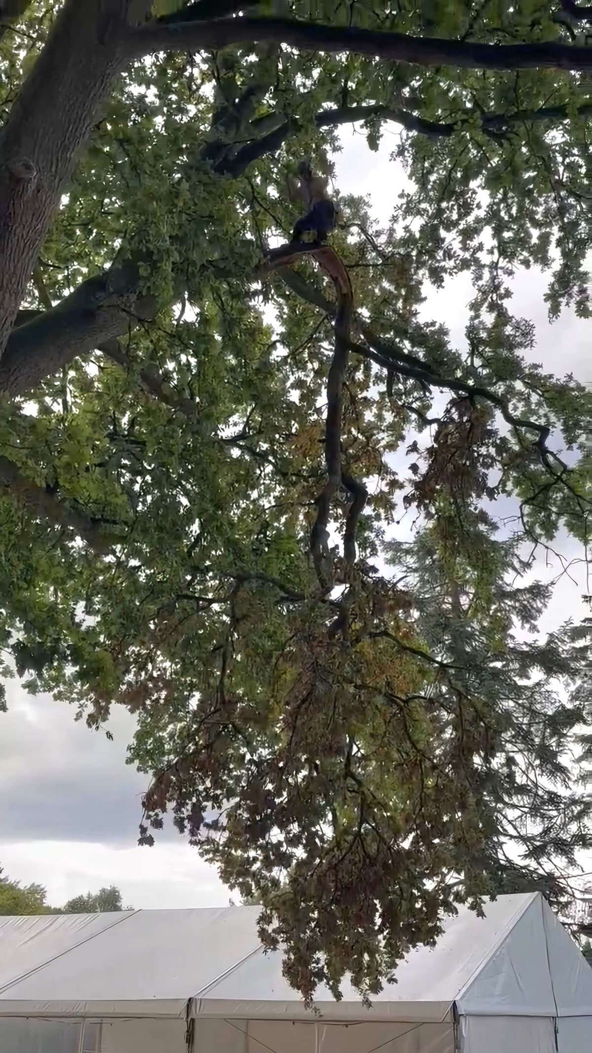 Branche arrachée par la tempête, suspendue au-dessus du chapiteau
